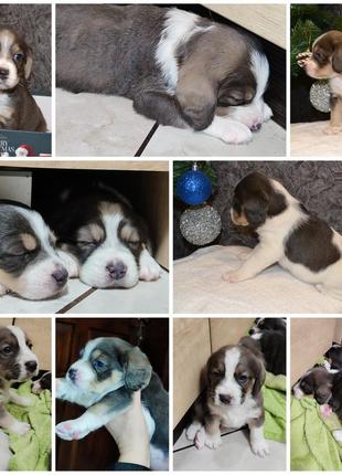 Цуценята бігля