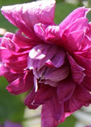Клематис purpurea elegans (пурпура элеганс)