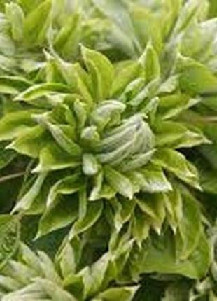 Клематис green passion (грин пешн) 2