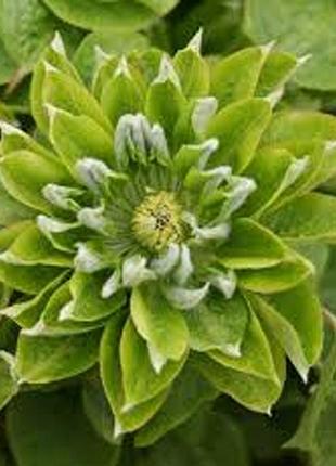 Клематис green passion (грин пешн) 3