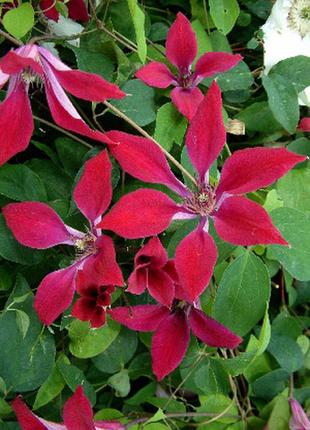 Клематис gravity beauty (гравети бьюти)