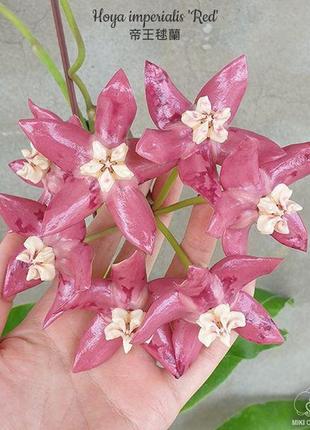 Hoya imperialis 'red'