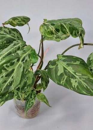 Філодендрон philodendron gloriosum 'variegated'