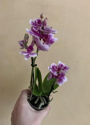 Орхидея мини5 фото