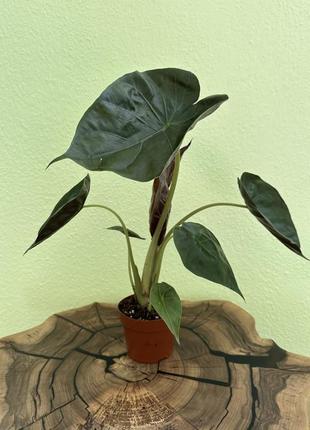 Алоказія alocasia wentii