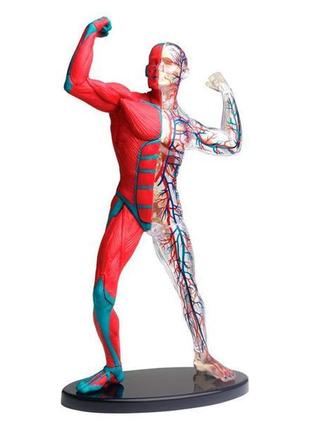 Модель м'язів і скелета людини edu-toys збірна, 19 см (sk056)
