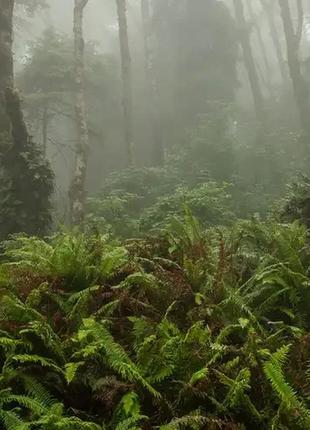 Аромамасло для свечи и мыла туман и папоротник (candlescience fog and fern)