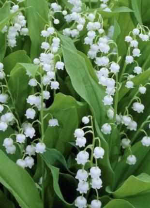 Ландыши подснежники мускарики мышиный геоцит