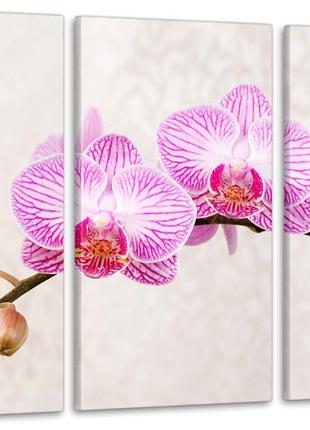 Модульная картина из 3 частей в гостиную спальню цветы орхидея аrt-138_3а melmil