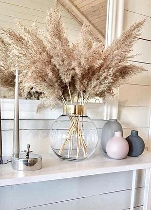 Очерет помпасна трава