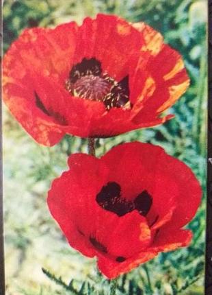 Листівка 1972 актуально