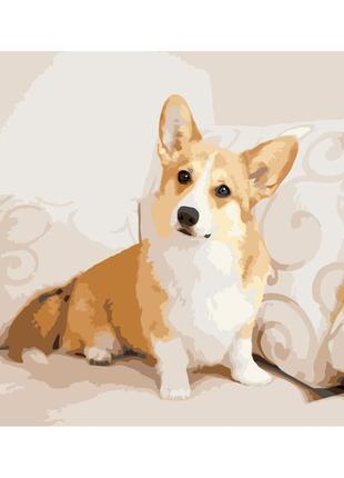 Картина по номерам корги на диване dy274