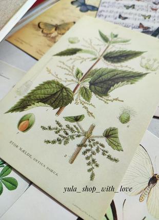 Набор #36 для скрапбукинга, биология,бабочки,рослы,листочки, декоративная бумага, изображение для ежедневников блокнота скетча записная книжка