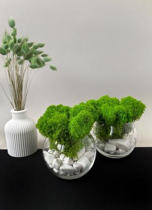 Флорариум с мохом, стеклянная ваза, гипсовая ваза