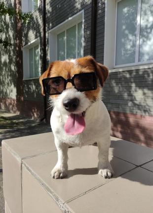 Аксесуари для собак, окуляри для собак7 фото