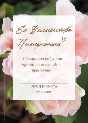 Книжка її величність пеларгония