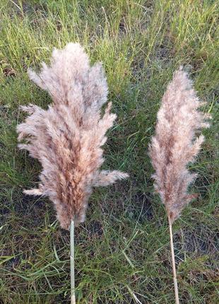 Кортадерія пампасна трава очерет сухоцвіт2 фото