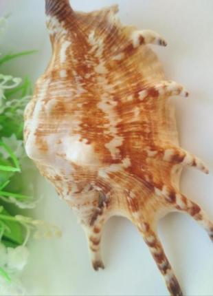 Колючая ракушка,е различные ракушки 3