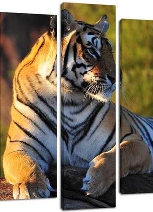 Модульная картина на холсте на стену для интерьера/спальни/офиса dk большой тигр 80x108 см (plm5-125)