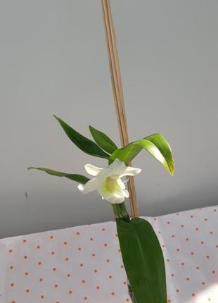 Орхидея дендробиум нобеле орхидеи ароматные
