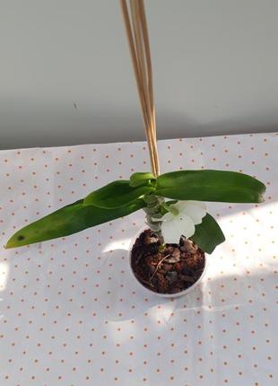 Орхидея дендробиум нобеле орхидеи ароматные2 фото