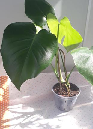 Монстера з розрізаним листом deliciosa ароїдні рослини вазони