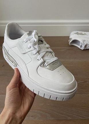 Puma cali