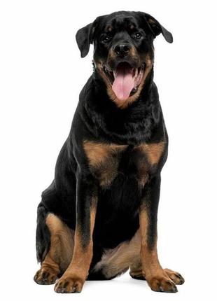 Шлейка/шлея для собак хl zoofari со светоотражающими элементами собак с окружность груди 90-119 см4 фото