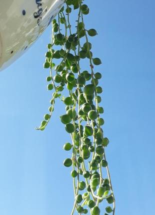 Крестовик роули более 30см суккулент растения
