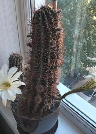 Кактус эхинопсис