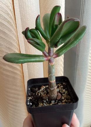 Цветок комнатный суккулент крассула хоббит