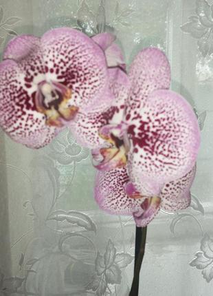Орхідея2 фото