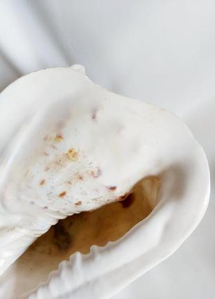 Ракушка 24*17 океаническая