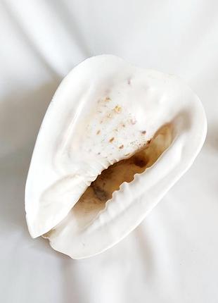 Ракушка 24*17 океаническая