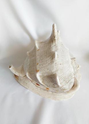 Ракушка 24*17 океаническая