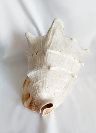 Ракушка 24*17 океаническая