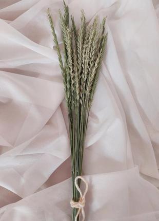 Сушеница декор трава полевых цветы колоски