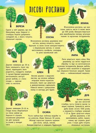 Енциклопедія з наліпками. лісові тварини та рослини2 фото