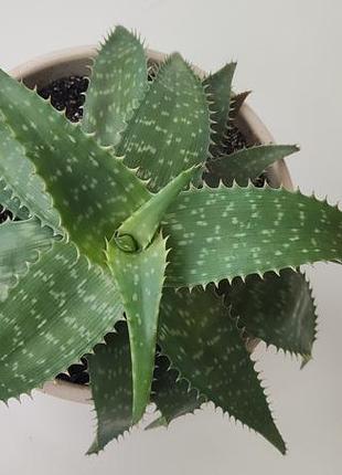 Алое вера (алоэ вера) дети. лечебные, комнатные цветы