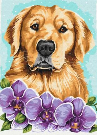 Картина за номерами brushme golden retriever © anna kulyk 40х50см bs53583 набір для розпису за цифрами