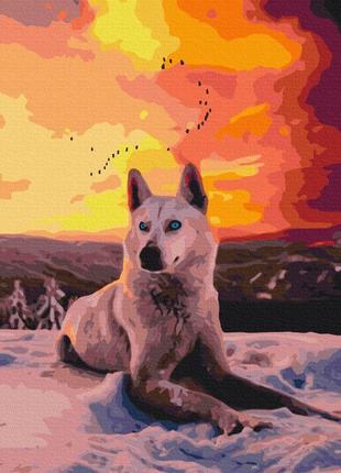 Картина по номерам 40х50 на деревянном подрамнике "арктический волк" bs35782