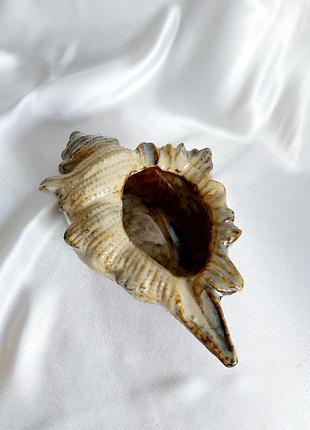 Ракушка керамическая