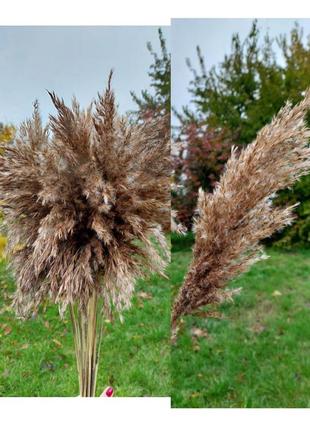 Пампасна трава очерет тростник камиш2 фото