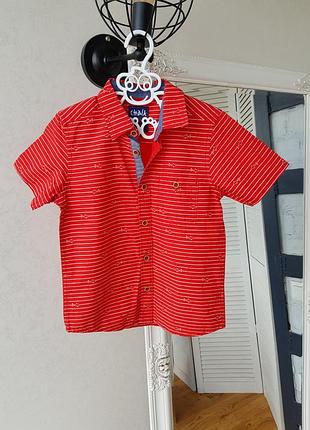 Красная рубашка с принтом акулы на мальчика chalk