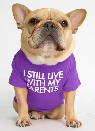 Фиолетовая футболка 2 для котов, сфинксов, собак французских и английских бульдогов, мопсов s t04001 фото