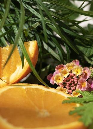 Аромат для свічки та мила лемонграс і вербена цитронела (candlescience lemongrass and verbena citronella)