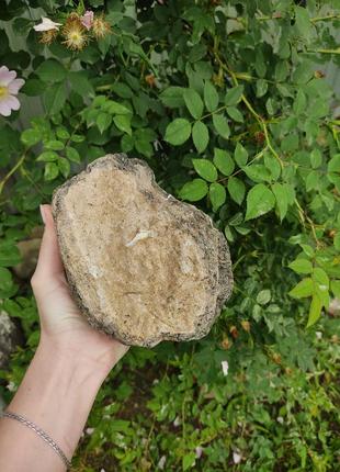 Кремнієвий камінь в акваріум / тераріум