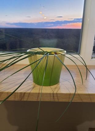 Кашпо/горщик/вазон для квітів