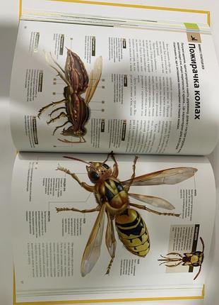 Книга велика книга комах рубен дуро, хуан ромеро, долорес алмазан8 фото