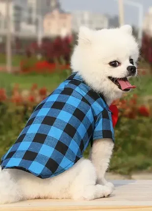 Одежда для собак. рубашка с бабочкой для котов и собак синяя m10704 фото